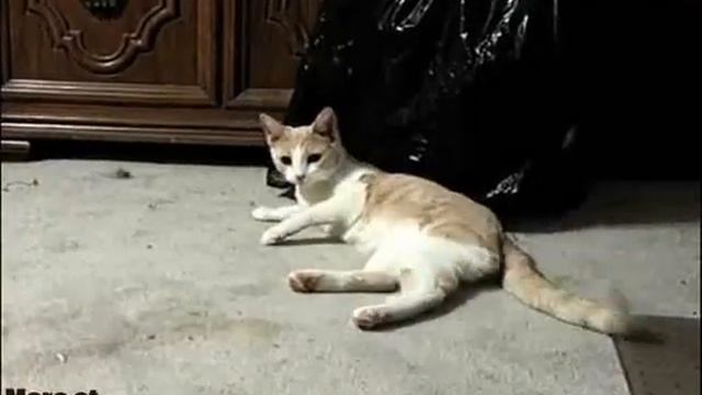 Прикольный котик смотреть онлайн