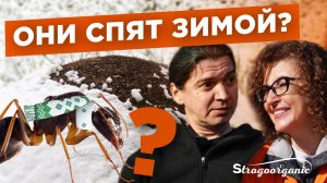 Как муравьи переживают зиму? №7 / Мария Винокур и Данила Горюнов / Strogoorganic