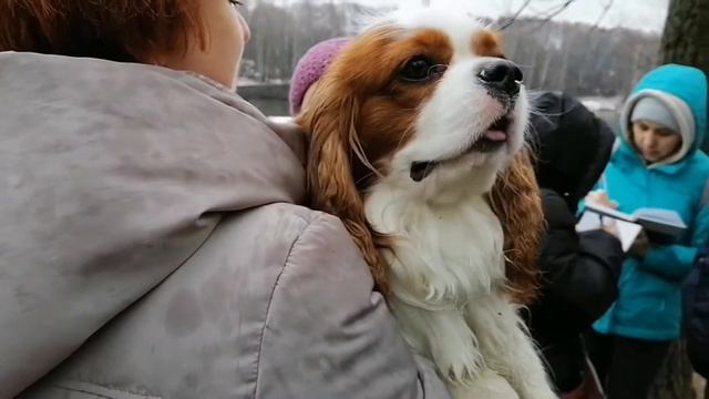 Поблагодарить водолазов за свое спасение смотреть онлайн