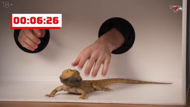 ОНО ЖИВОЕ! | Сергей Толчинский VS Вилле Покка | ЧТО В КОРОБКЕ? #3 | Авангард смотреть онлайн