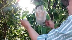 Яблоня. Размножение. Как я размножаю яблоню без черенков и прививок.Это альтернативный способ.