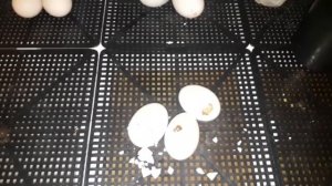 Инкубация утиных яиц от А до Я. Правила инкубации. Мой первый опыт. Пекинская утка