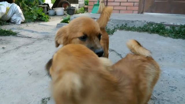 Прикольные фото собак смотреть онлайн