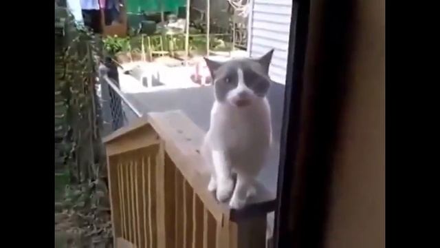 Самые смешные котики!!! Позитив на весь день! смотреть онлайн