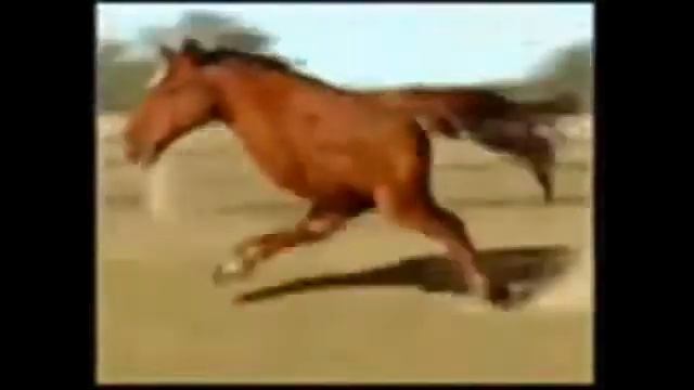 Кто засмеется, тот псих/ прикол смотреть онлайн