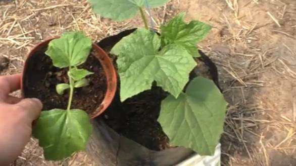 Почему рассада огурцов чахнет? 🥒➡️🌱 Наглядный разбор! смотреть онлайн