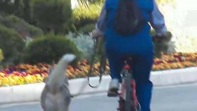 ДЕРЖИ ХВОСТ ПИСТОЛЕТОМ Отличного дня от волчека