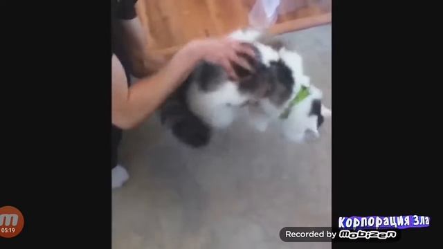 Приколы с котами #3 смотреть онлайн
