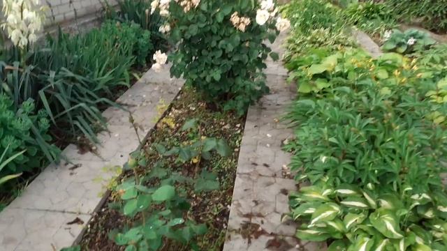 #Релакс#цветы#хвойные#с_днем_молодежи смотреть онлайн