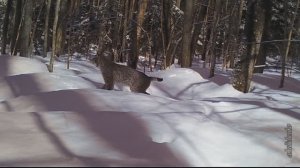 Рысь кричит