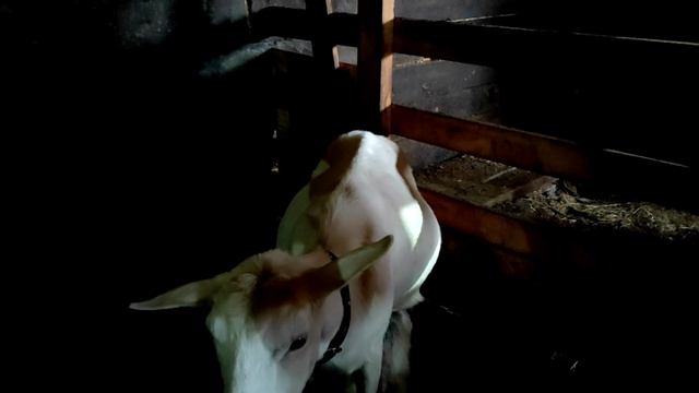 Коза внезапно родила на улице.Я про всех забыла.С коровой не просто.Новый друг ходит за мной. смотреть онлайн