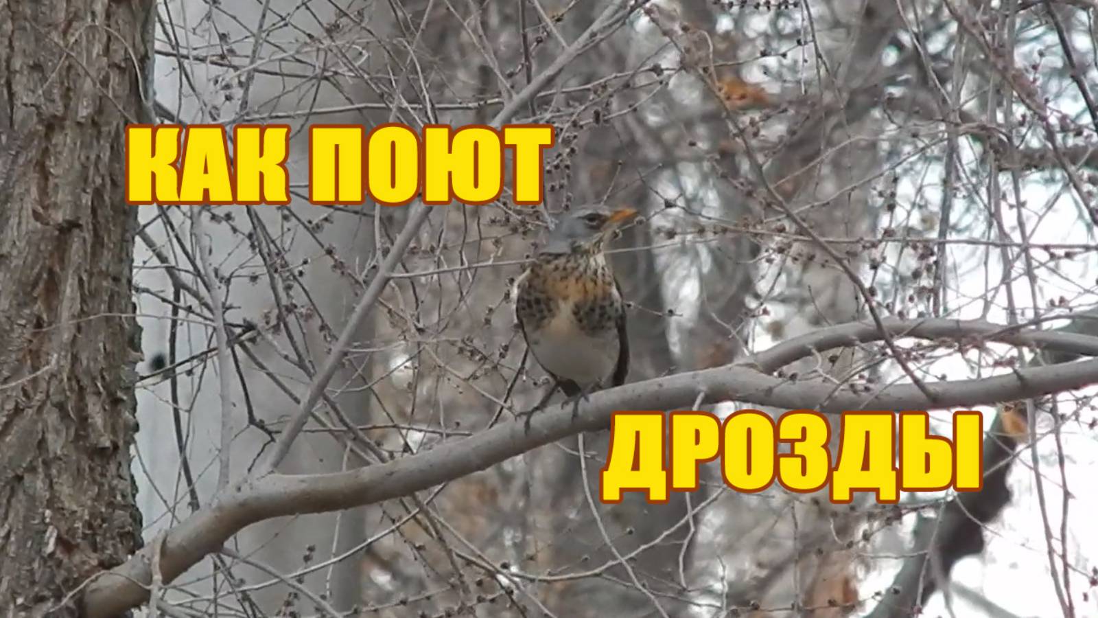 Голос дрозда рябинника. Птицы России. Дрозд рябинник. Звуки дроздов.