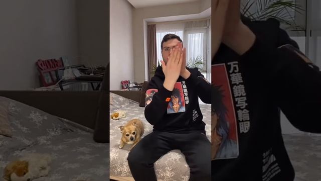 парень и чихуахуа/ прикольные моменты/ грустный момент (нарезка) смотреть онлайн