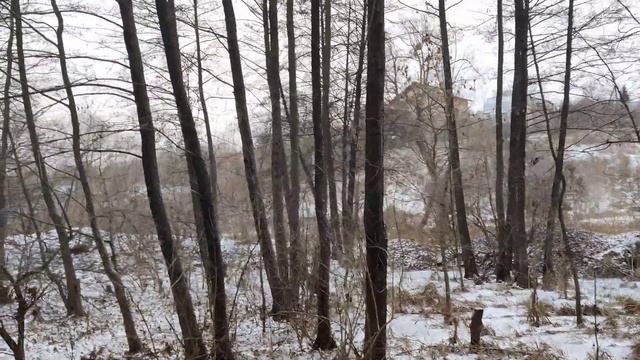 Зимний ❄️ #снег украсил 🌲 #лес, холодная #прогулка и мороз на берегу озера между двух сел - природа смотреть онлайн