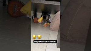 Джавид и кот