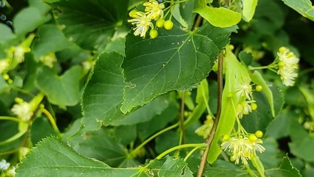 Павло Тичина, вірш "Ви знаєте, як липа шелестить..." смотреть онлайн