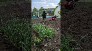 посадка картофеля мотоблоком Агат 🚜💨💨 супер утяжелители 🛑🛑