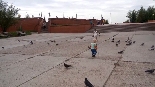 ребенок и голуби прикол смотреть онлайн