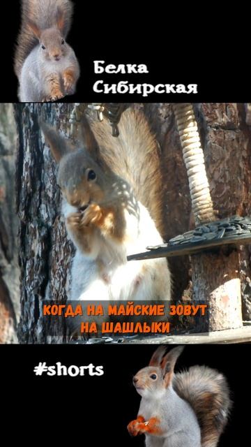 Белка на месте не сидит