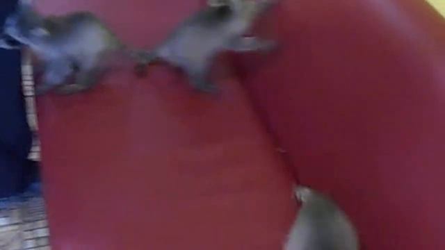 Обнимашки с енотиками))) смотреть онлайн