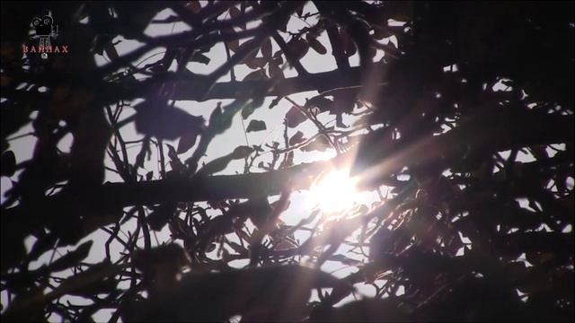 Отрывок Свадьбы Ведзижевых