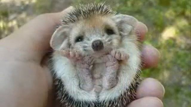 Колыбельная для ёжика смотреть онлайн