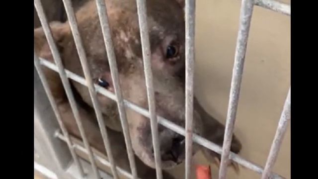 Пожилая собака лежала на парковке, и жалобно глядела на людей вот как она изменилась в любящей семь смотреть онлайн