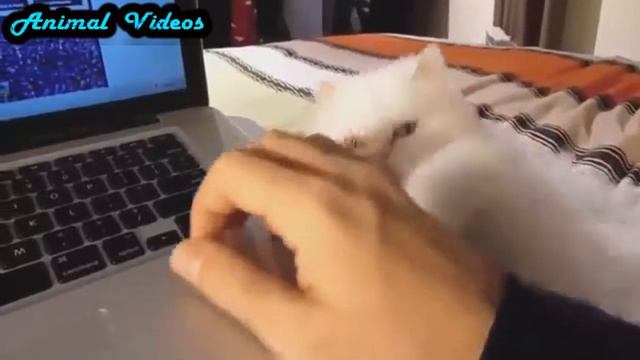 Приколы с животными №23 Ласковые киски Смешные животные Animal videos смотреть онлайн