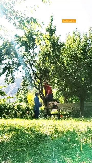 Green plums fruit picking in our garden early morning 🤤 👨👩👦 #shorts #greenplums #cookingclinic смотреть онлайн