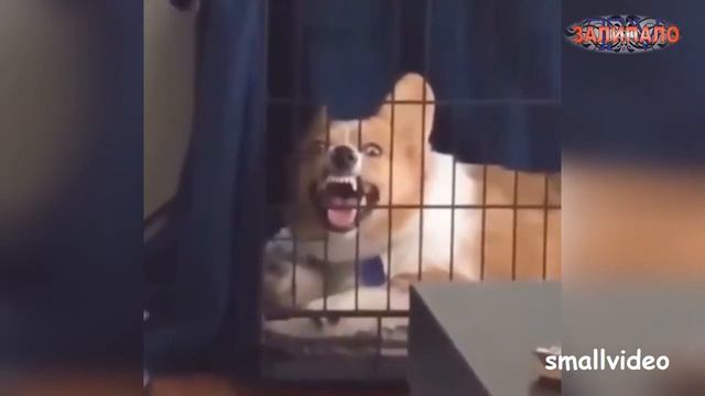 Насрал на кровати ... смотреть онлайн