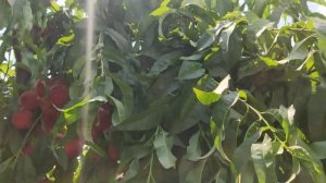 Персик Харбингер