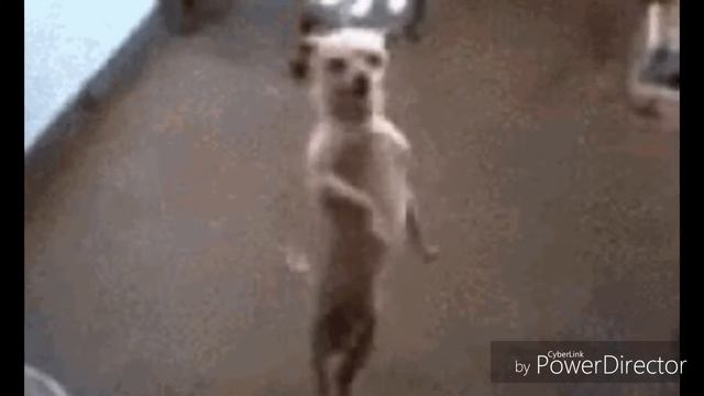 СМЕШНЫЕ GIF (гифки) /#3