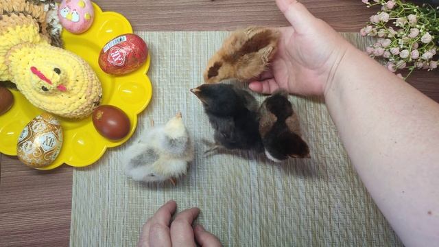 Игрушка цыпленок\\сп "Вязанные уютные мелочи" смотреть онлайн