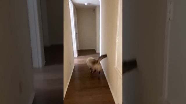 Смешные пушистики / Смешные моменты с животными 2024 /№35 смотреть онлайн