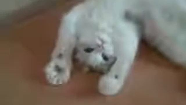 Милейшая кошечка, очень милая кошечка, прикольное видео с котом, прикол с котом, приколы 2014, 2013 смотреть онлайн