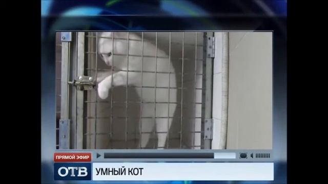 Кот-Гудини смотреть онлайн
