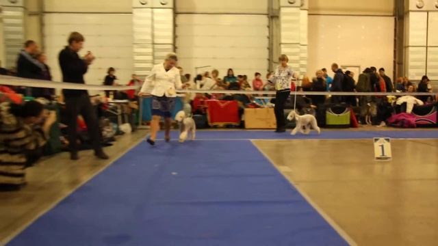 Золотой Ошейник 2013, ринг БТ, ч.1 смотреть онлайн