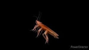 Таракан танцует под песню «Татарстан супер гуд»