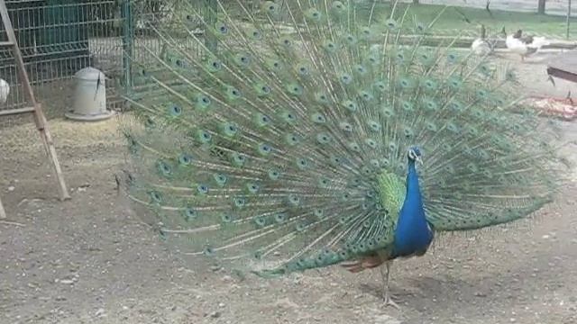 Кемер 2011 год. МиниЗОО смотреть онлайн