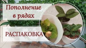 Пополнение в рядах. Распаковка 📦📦 посылок.