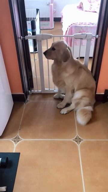 The Daily funniest dog videos 2022 #Shorts смотреть онлайн