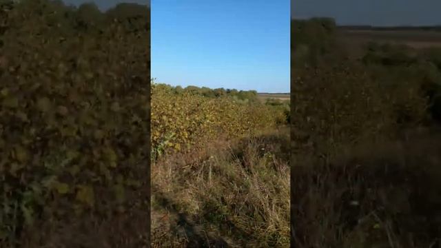 Орехово-яблочное #настроение смотреть онлайн