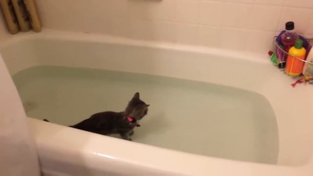 Кот внезапно устал. Смешные животные, подборка 145. смотреть онлайн