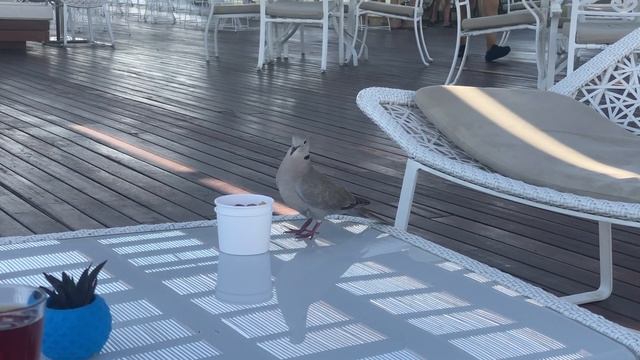 Rixos Premium Belek 5* Hotel - Отель Риксос Премиум Белек - Не обзор, Без монтажа. Прочтите описани