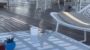 Rixos Premium Belek 5* hotel - Отель Риксос Премиум Белек - Не обзор, Без монтажа. Прочтите описани