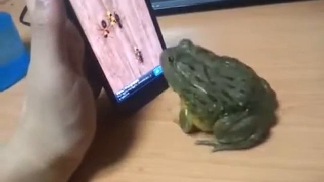 Приколы 2013 Жаба играет на телефони смотреть онлайн