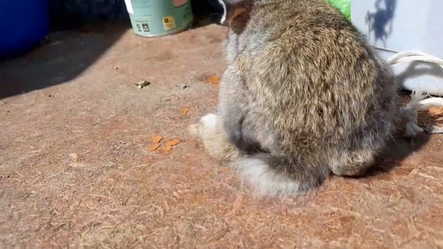 Прикол "Молоток и гвоздь" С Лайкролом и мной смотреть онлайн