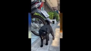 Котенок Гав в кино. Я, Кот, Черный Кот