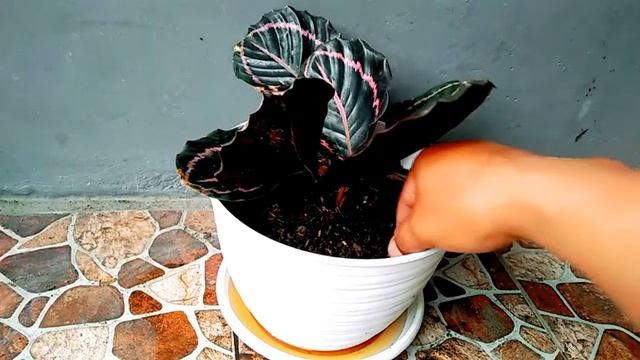 Merawat calathea black lipstik смотреть онлайн