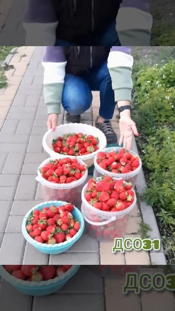 Клубника. мой урожай.